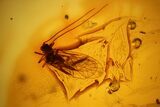 Detailed Fossil Barklouse (Psocoptera) In Baltic Amber #139061-2